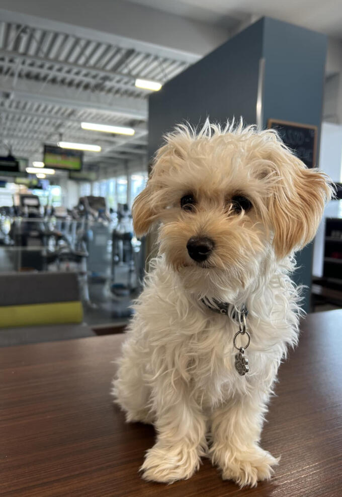 Untitled Milo, la mascotte